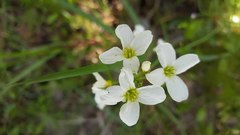 Cardamine penduliflora