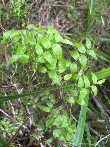 African asparagus fern (Asparagus asparagoides)