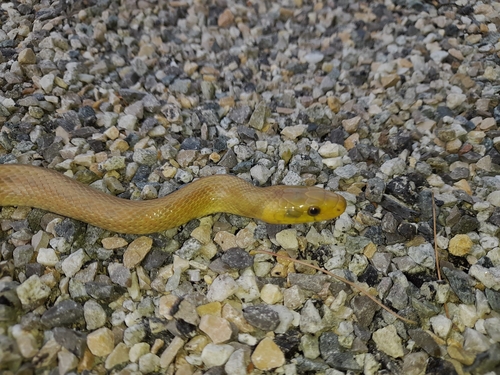 Aesculapian Snake