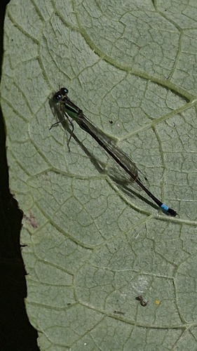 Blue-tailed Damselfly