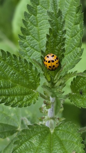 Asian Lady Beetle