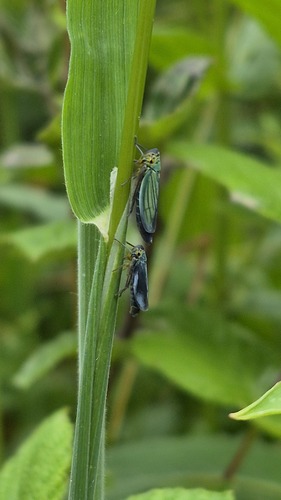 Green Leafhopper