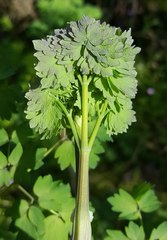 Thalictrum fendleri polycarpum