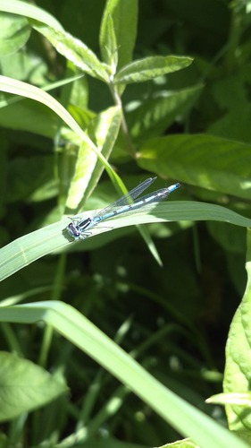 Azure Damselfly