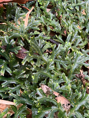 Selaginella doederleinii, photograph author not stated, no rights reserved