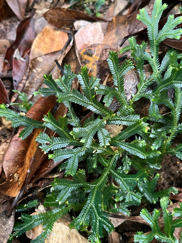 Selaginella doederleinii, photograph 5