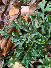 author not stated, no rights reserved Selaginella doederleinii, photograph author not stated, no rights reserved