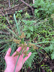 Cyperus javanicus, photograph author not stated, no rights reserved