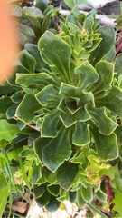 Primula auriculata