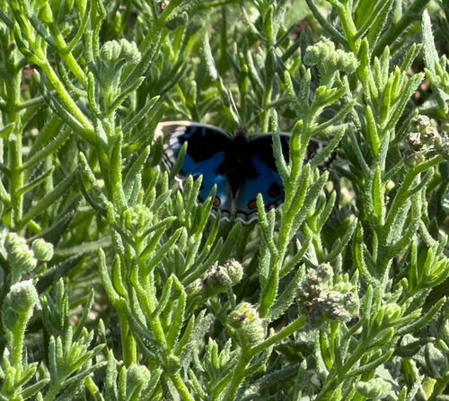 Blue Pansy