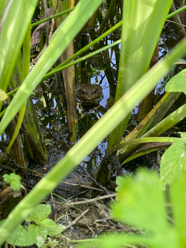 Spiny Toad
