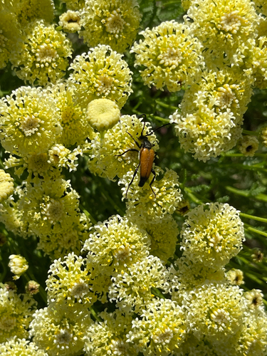 tawny longhorn beetle