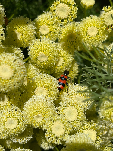 Bee-eating Beetle