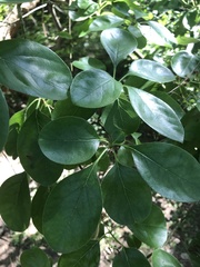 Chionanthus retusus