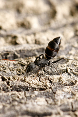 Camponotus morosus