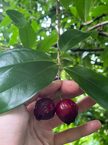 Syzygium tripinnatum