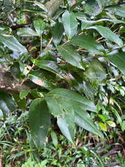 Syzygium tripinnatum, photograph author not stated, no rights reserved