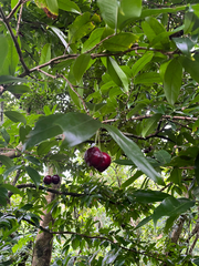 Syzygium tripinnatum, photograph author not stated, no rights reserved