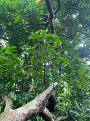 Syzygium tripinnatum, photograph author not stated, no rights reserved