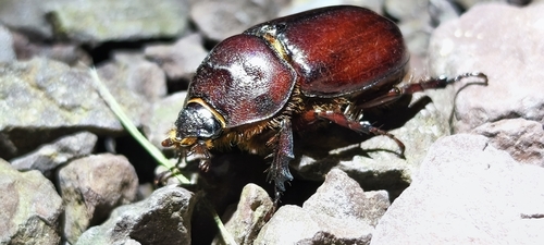 European Rhinoceros Beetle