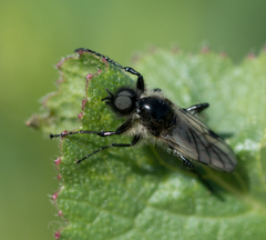 Bibio albipennis