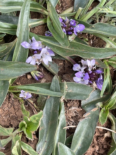 Lagotis stolonifera