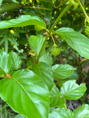 author not stated, no rights reserved Uncaria lanosa, photograph author not stated, no rights reserved