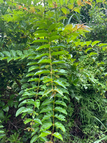 Uncaria lanosa, photograph 5