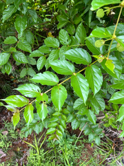author not stated, no rights reserved Uncaria lanosa, photograph author not stated, no rights reserved