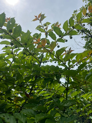 author not stated, no rights reserved Uncaria lanosa, photograph author not stated, no rights reserved