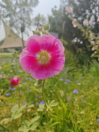 Hollyhock