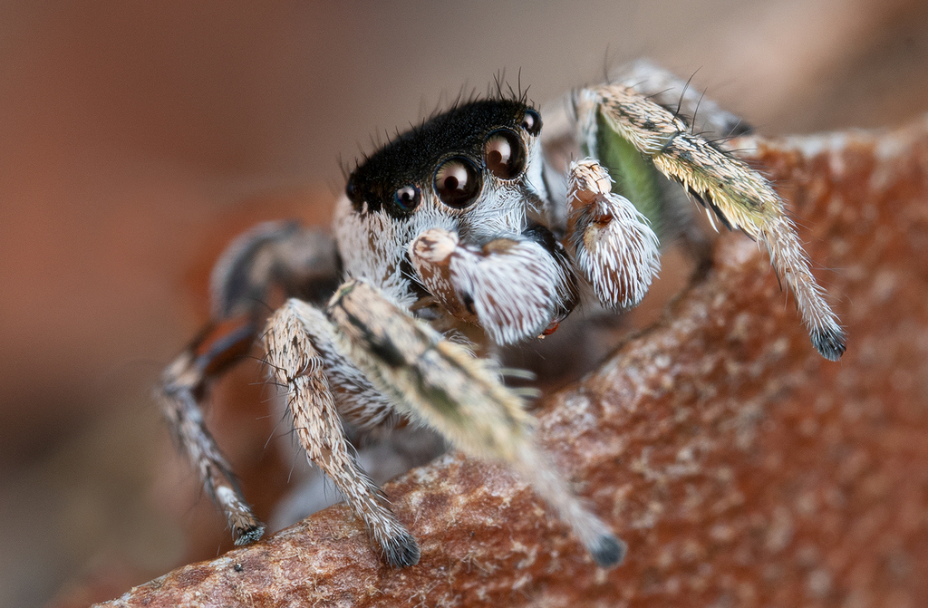 Habronattus dossenus