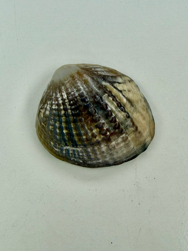 Gafrarium tumidum observed 2026-06-04