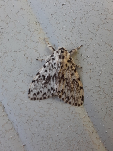 Black Arches