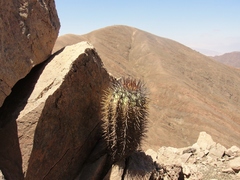 Copiapoa atacamensis
