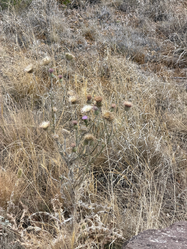 Cirsium neomexicanum, photograph 2
