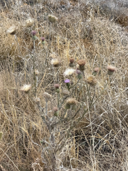 Cirsium neomexicanum