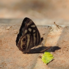 Dynamine postverta postverta