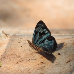 Dynamine postverta postverta