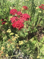 Achillea filipendulina