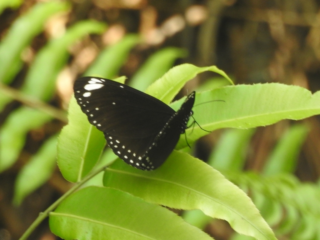 Euploea crameri (Euploea crameri)
