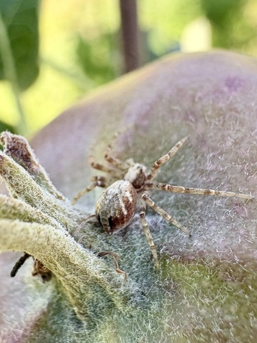 Philodromus aureolus