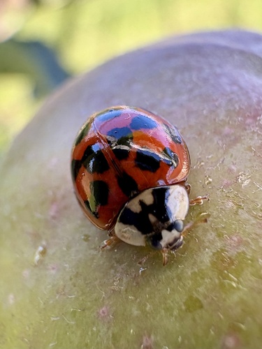 Asian Lady Beetle