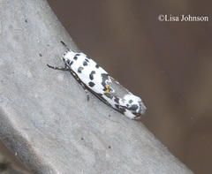Ethmia abraxasella