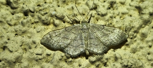 Riband Wave