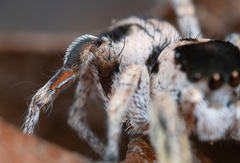 Habronattus dossenus