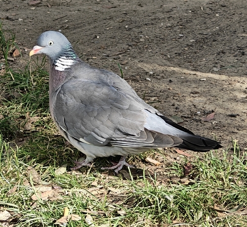 Common Wood-Pigeon