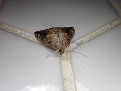 Evergestis rimosalis