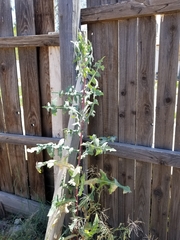 Lactuca serriola