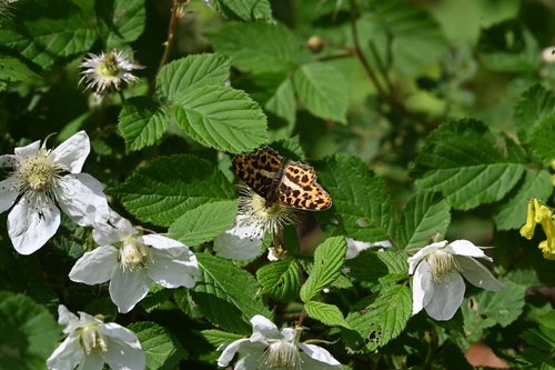 Araschnia doris